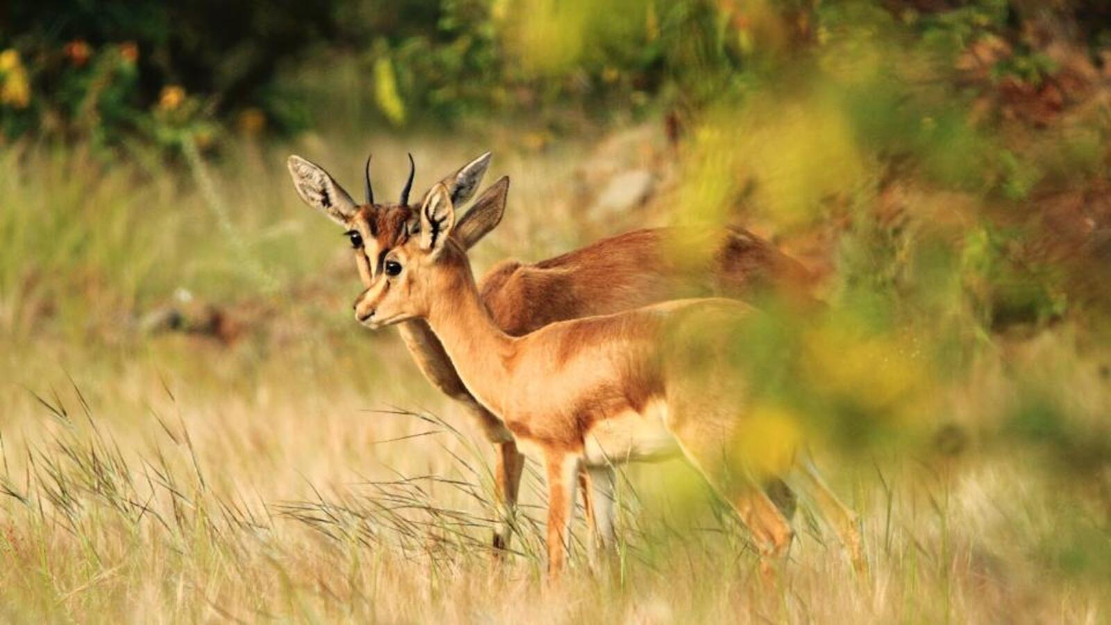 Grassland Safari, Kadabandwadi