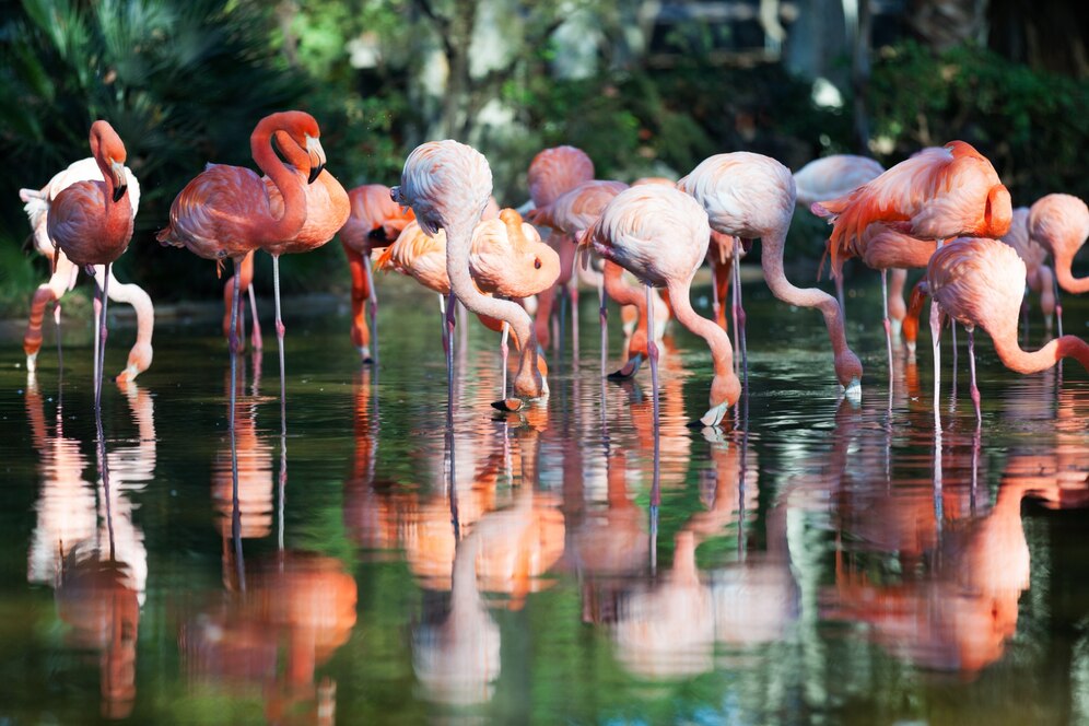 Kumbhargaon Bird Sanctuary